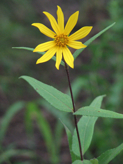 Helianthus hirsutus (Hairy sunflower)