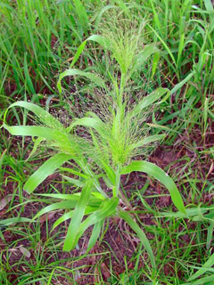 Panicum capillare (Witchgrass)