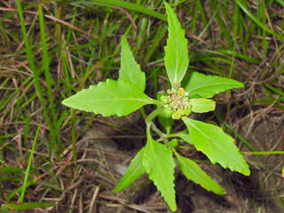 Euphorbia dentata (Toothed spurge)