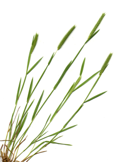 Hordeum pusillum (Little barley)