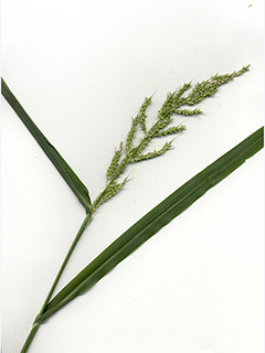 Echinochloa muricata (American barnyard grass)