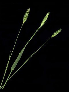 Phalaris caroliniana (Carolina canarygrass)