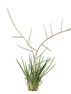 Schedonnardus paniculatus (Tumblegrass)