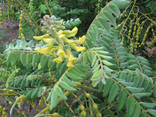 Sophora tomentosa (Yellow necklacepod)
