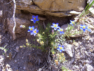 Giliastrum acerosum (Bluebowls)