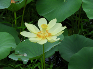 Nelumbo lutea (American lotus)