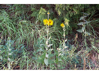 Helianthus mollis (Ashy sunflower)