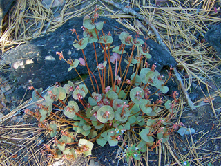 Claytonia perfoliata ssp. perfoliata (Miner's-lettuce)