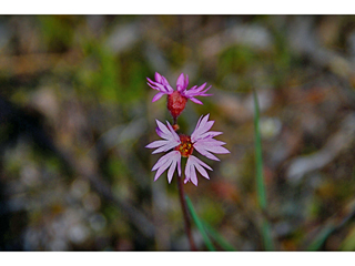 Lithophragma glabrum (Bulbous woodland star)