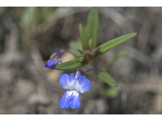 Collinsia parviflora (Maiden blue eyed mary)