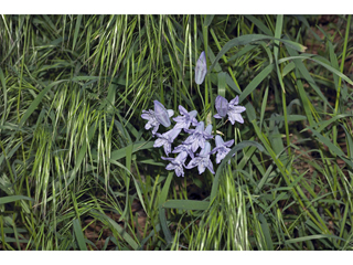 Triteleia grandiflora (Wild hyacinth)