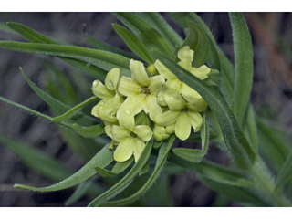 Lithospermum ruderale (Western stoneseed)