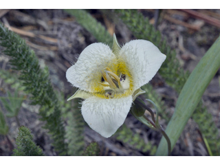 Calochortus apiculatus (Pointedtip mariposa lily)