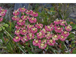 Eriogonum umbellatum var. majus (Subalpine sulfur flower)