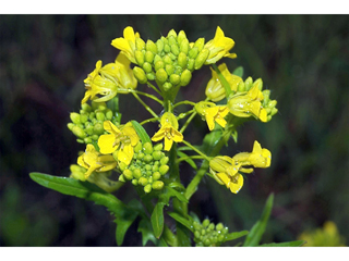 Rorippa palustris (Bog yellowcress)
