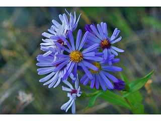 Eurybia conspicua (Western showy aster)