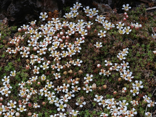 Pyxidanthera brevifolia (Littleleaf pixie-moss)