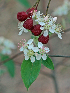 Aronia arbutifolia (Red chokeberry)