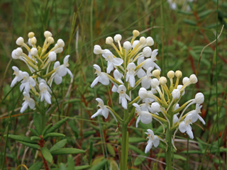 Platanthera blephariglottis var. blephariglottis (White fringed orchid)