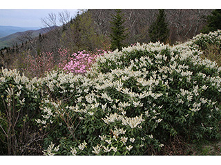 Pieris floribunda (Mountain fetterbush)