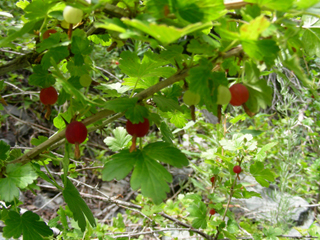 Ribes inerme (Whitestem gooseberry)