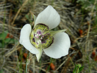 Calochortus gunnisonii (Gunnison's mariposa lily)
