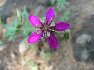 Geranium caespitosum var. fremontii (Fremont's geranium)