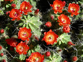 Echinocereus coccineus (Scarlet hedgehog cactus)