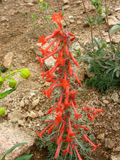 Ipomopsis aggregata ssp. aggregata (Scarlet gilia)
