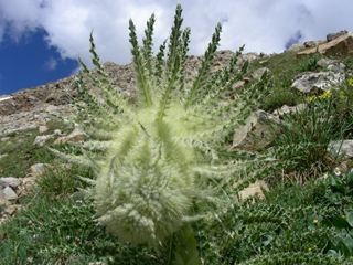 Cirsium scopulorum (Mountain thistle)