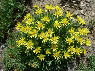 Tonestus pygmaeus (Pygmy goldenweed)