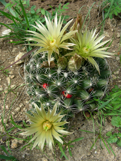 Escobaria missouriensis (Missouri foxtail cactus)