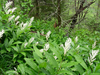 Maianthemum racemosum (Feathery false lily of the valley)