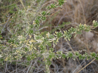 Baccharis pteronioides (Chillweed)