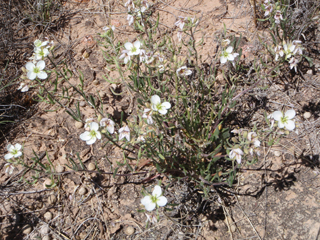 Nerisyrenia linearifolia (White sands fanmustard)