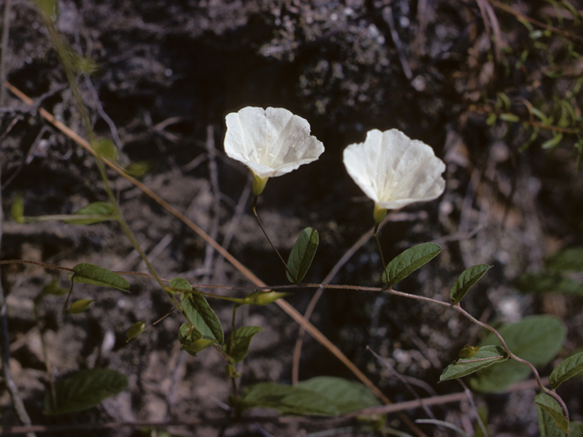 Stylisma humistrata (Southern dawnflower) #26806