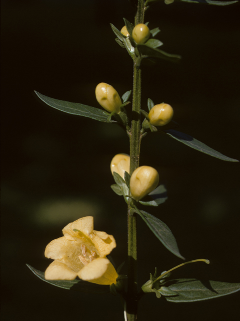 Aureolaria virginica (Downy yellow false foxglove) #26814