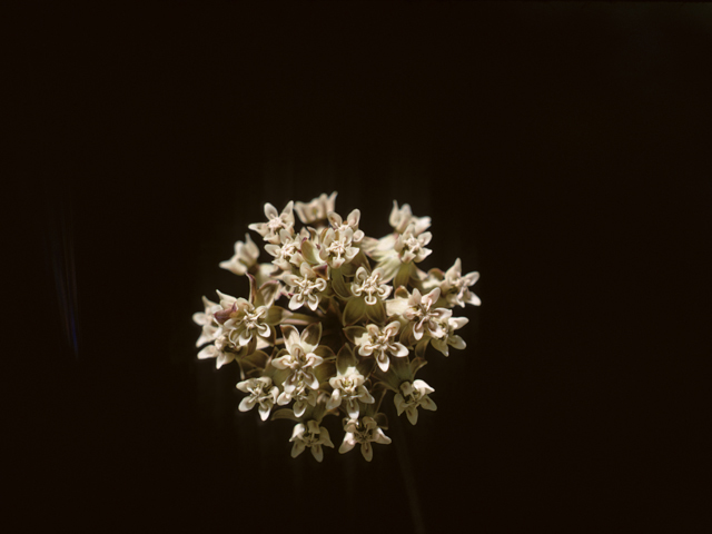 Asclepias michauxii (Michaux's milkweed) #26815