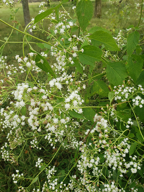 Ageratina altissima (White snakeroot) #87881