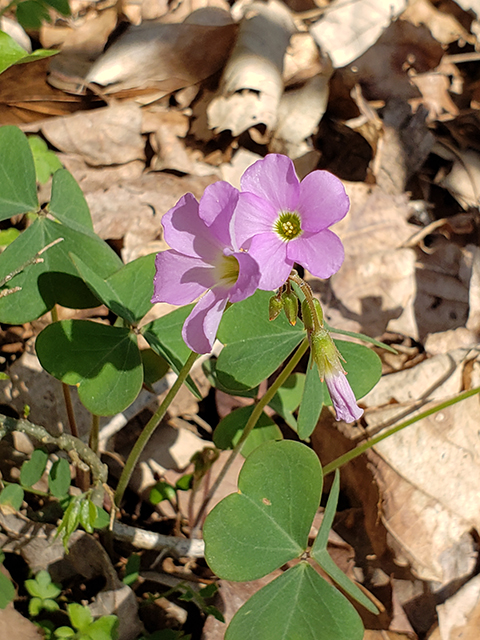 Oxalis violacea (Violet woodsorrel) #87926