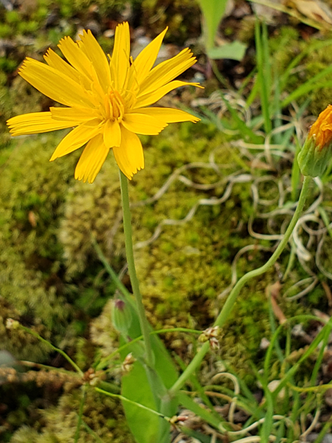 Krigia biflora (Two-flower dwarf dandelion) #87939