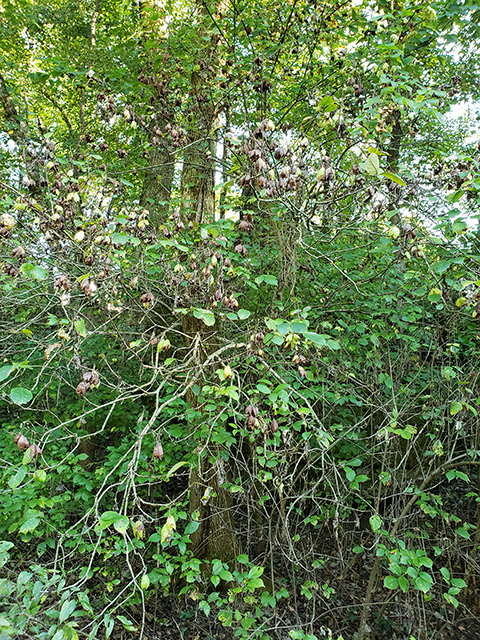 Staphylea trifolia (American bladdernut) #89979