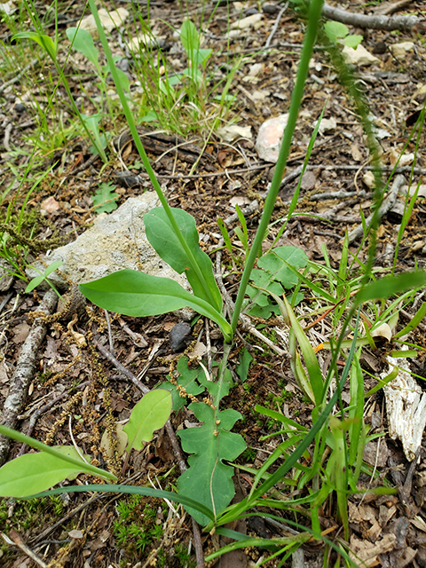 Krigia biflora (Two-flower dwarf dandelion) #90022