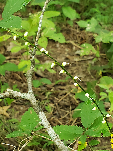 Polygonum virginianum (Jumpseed) #90027