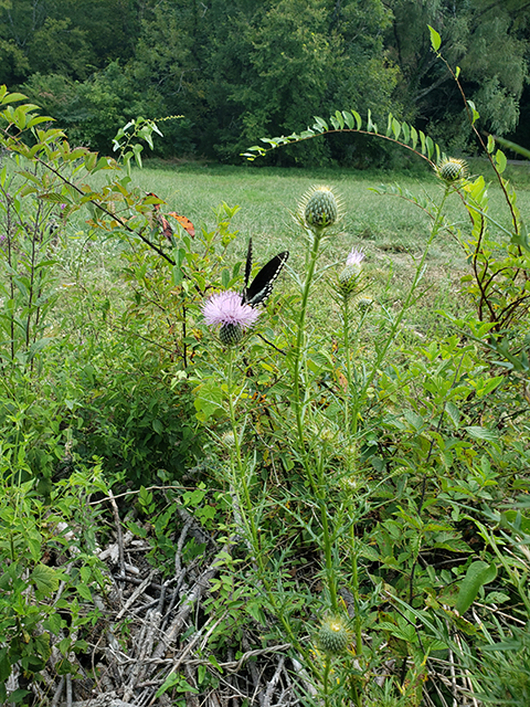 Cirsium discolor (Field thistle) #90032