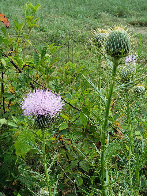 Cirsium discolor (Field thistle) #90033