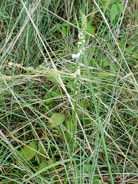 Spiranthes vernalis (Spring ladies'-tresses) #90037