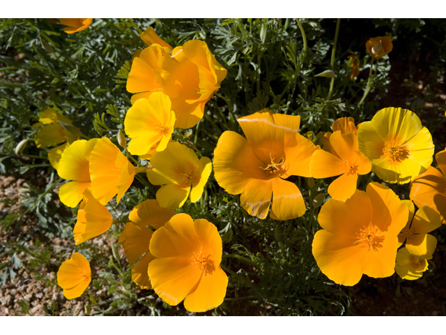 Eschscholzia californica (California poppy) #47926
