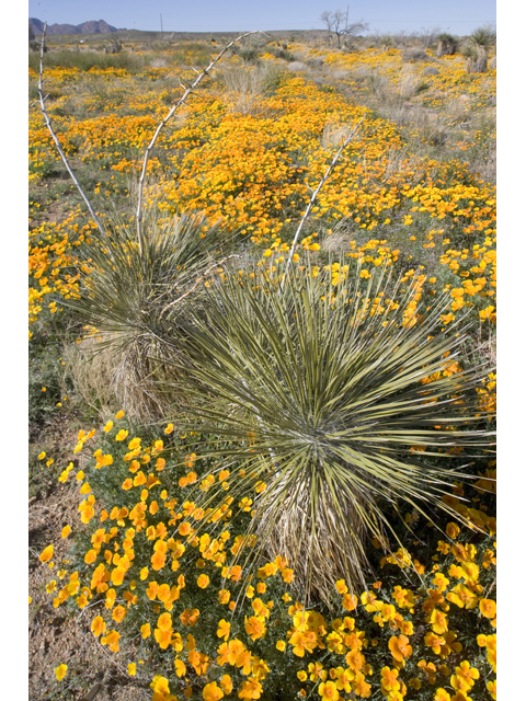 Eschscholzia californica (California poppy) #47930