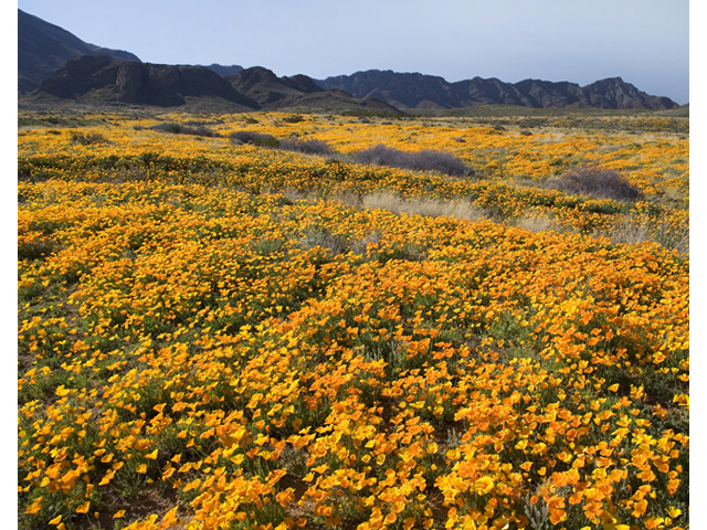 Eschscholzia californica (California poppy) #47932